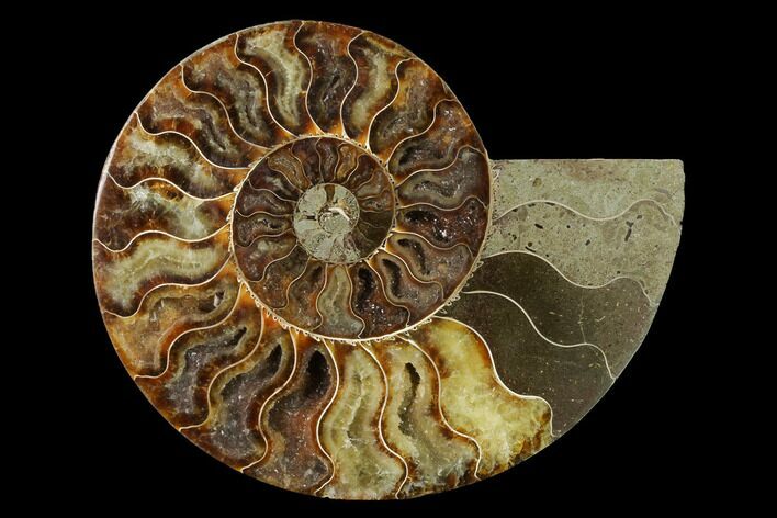 Agatized Ammonite Fossil (Half) - Madagascar #144117